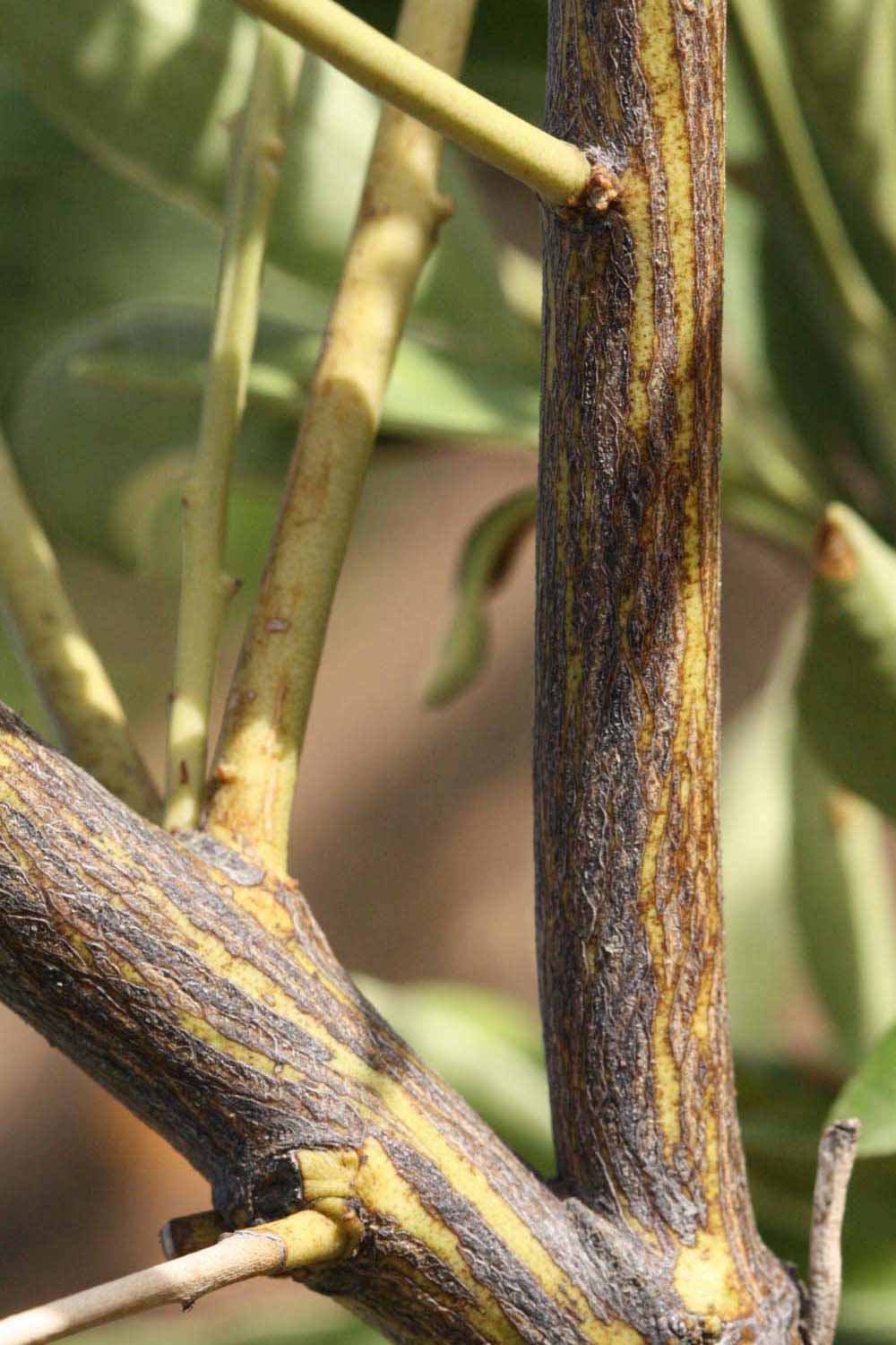              Second - third year twig (Riverside,   CA)       